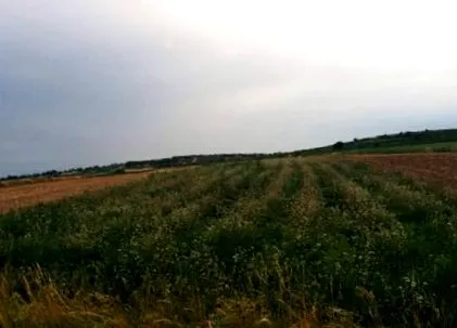 блог леќата