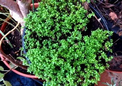 blogul wilma