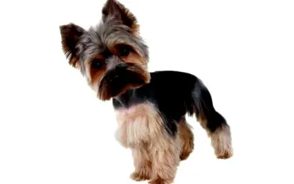 terrier
