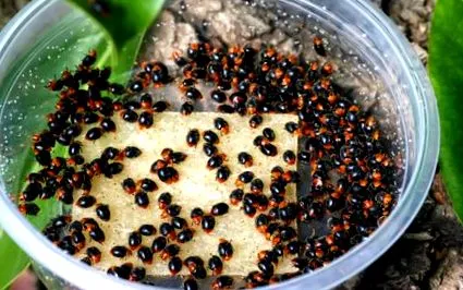 mealybugs