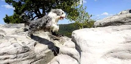 викаше тетанус