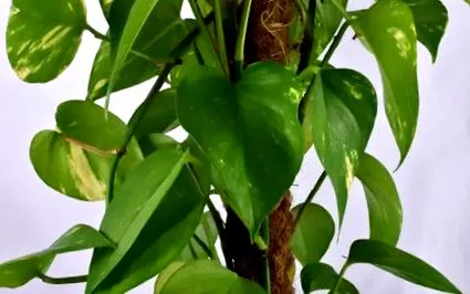 plante
