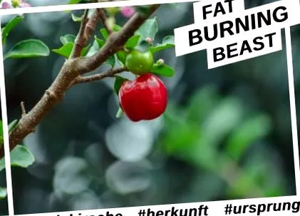 acerola