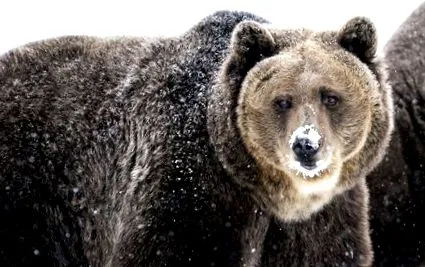 grizzly