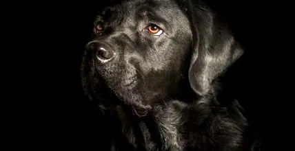 adoptați