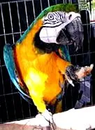 protecție
