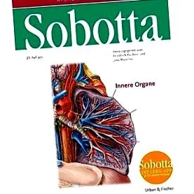 anatómia