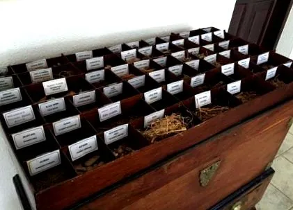 ayurveda