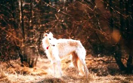borzoi