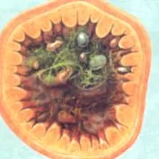 Majoritatea dinozaurilor