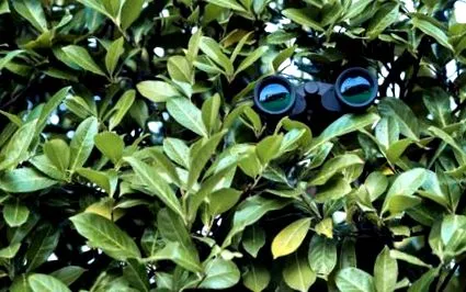 detectivilor