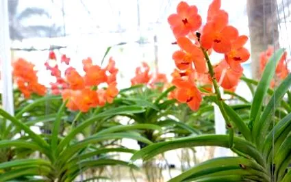 minden orchidea