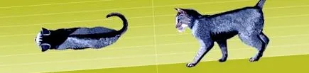generală