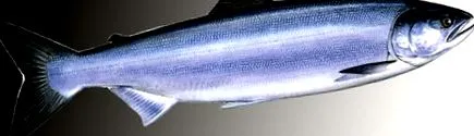 zöld