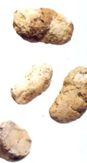 stomacale