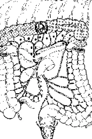 mesenterialis artéria