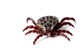 lyme
