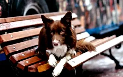 collie