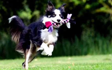 collie