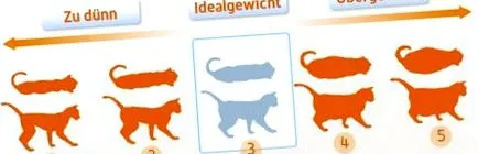 animalelor