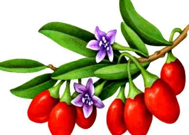 кілограмів альтернатив