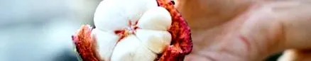 garcinia