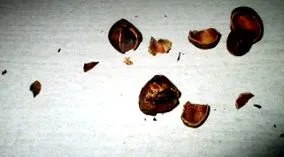 camalonga
