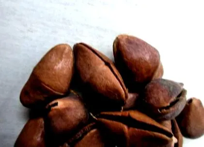 camalonga