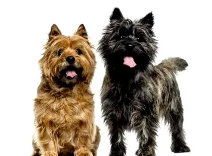 terrier