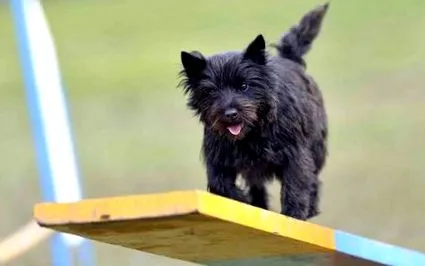terrier