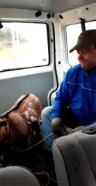 való