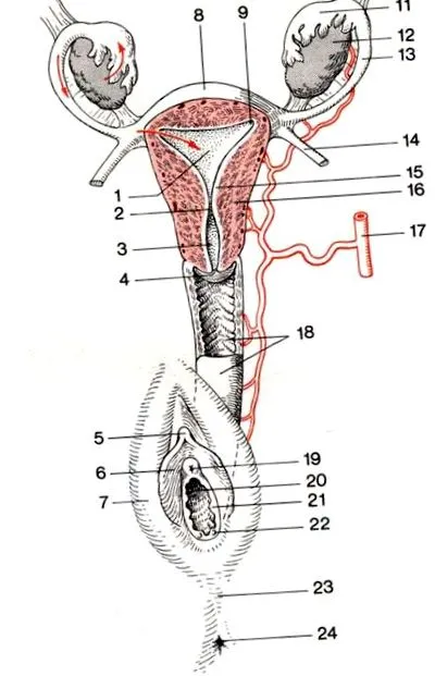 agyalapi mirigy