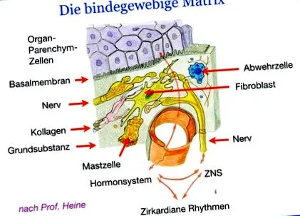 matricea