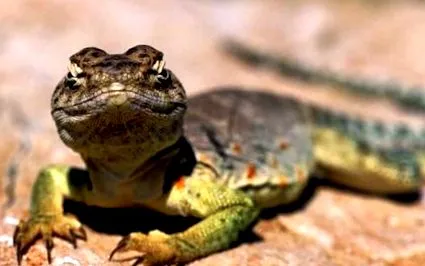 reptilelor