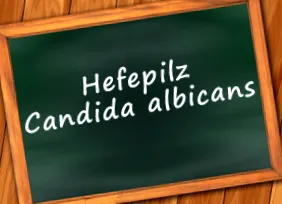 candida candida