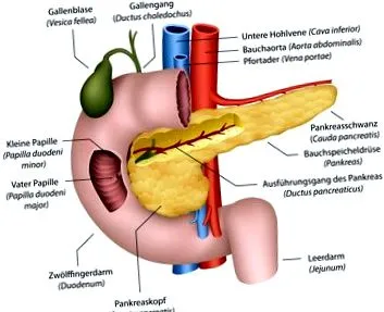 pancreasul