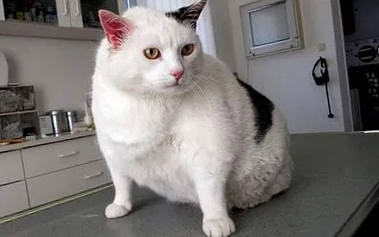 mačiek