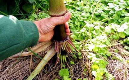 vegyes