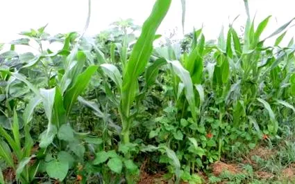 milpa