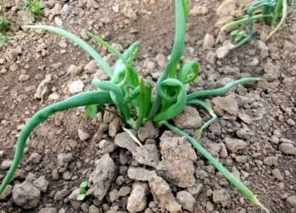 2019 május