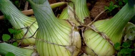 hagyma