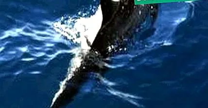 delfinek