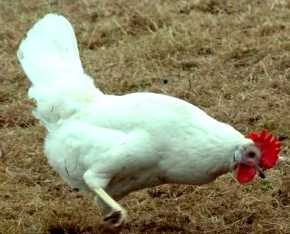јајцата