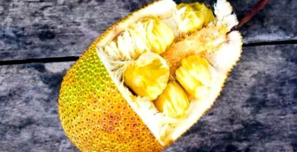 exotic bombă