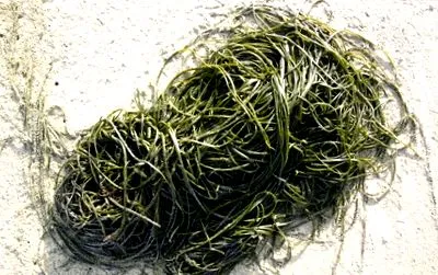 fucus