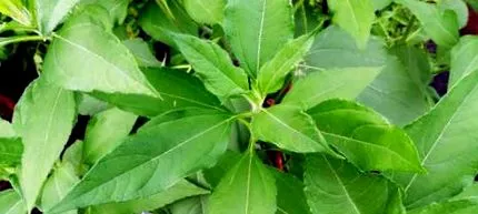 alpinia