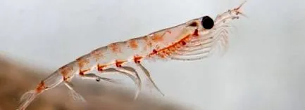 krill