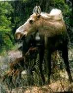 erbivor moose