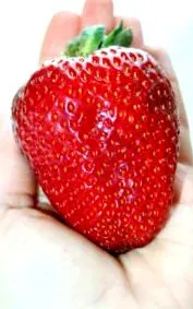 aromás