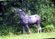 alces erbivor